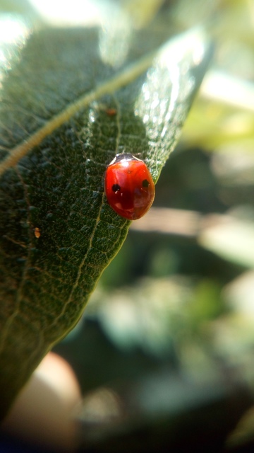 Adalia bipunctata - kétpettyes katica