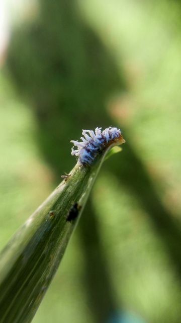 Cryptolaemus montrouzieri