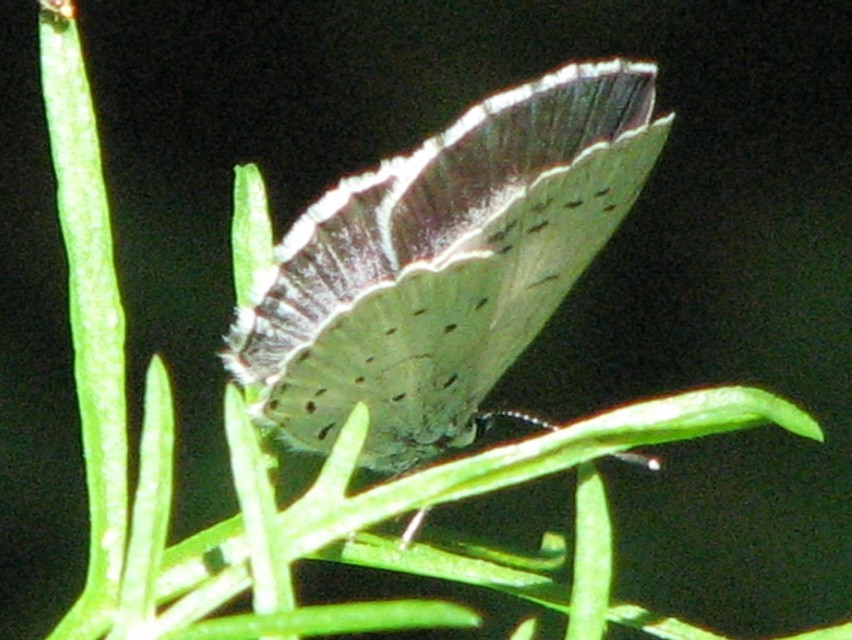 Celastrina argiolus - bengeboglárka