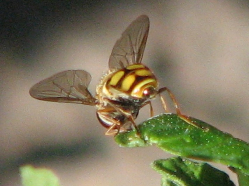 Eupeodes