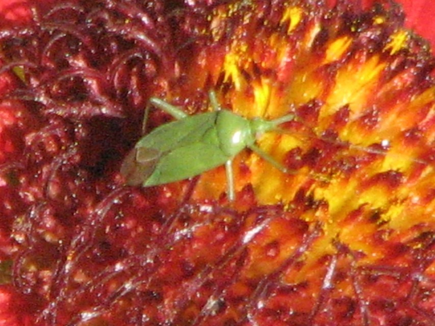 Calocoris affinis