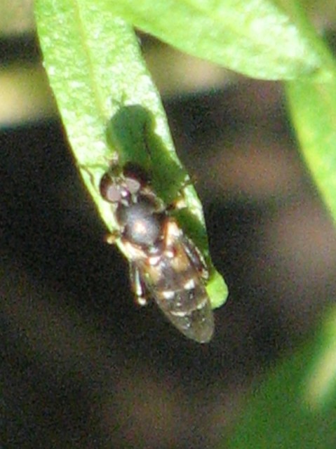 Syritta pipiens - zizegő comboslégy