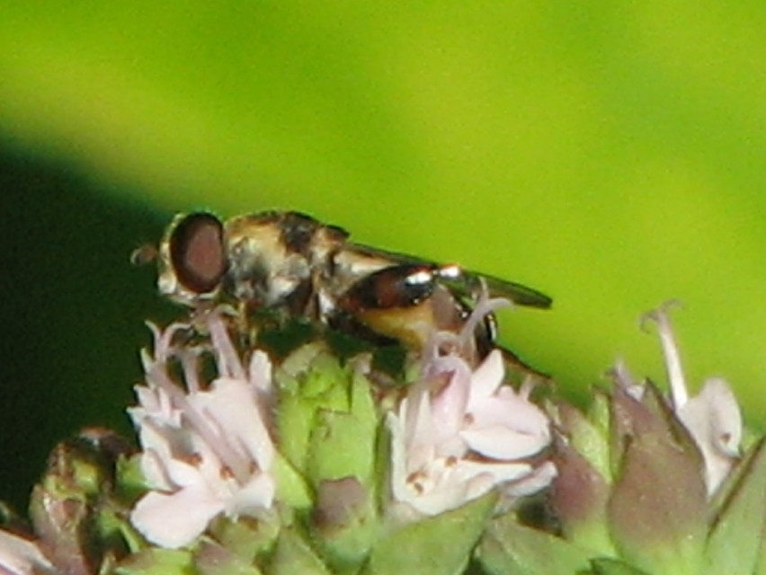 Syritta pipiens - zizegő comboslégy