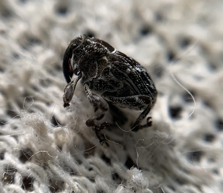 Mogulones geographicus - térképes kígyószisz-tarkaormányos