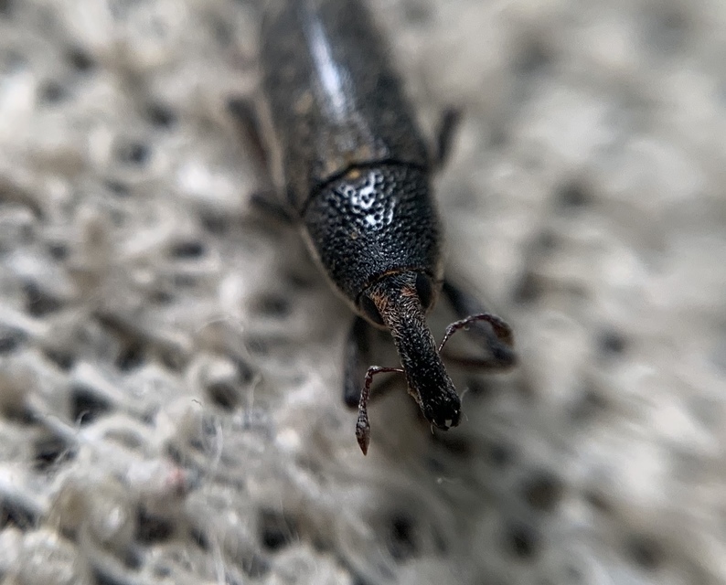 Lixus subtilis - disznóparéj-dudvabarkó