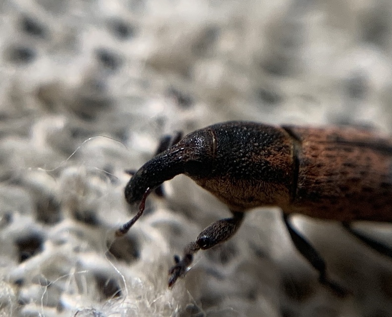 Lixus brevipes - vaskosorrú dudvabarkó