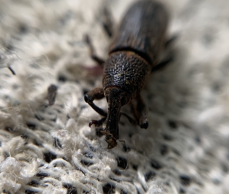 Lixus bardanae - lórom-dudvabarkó