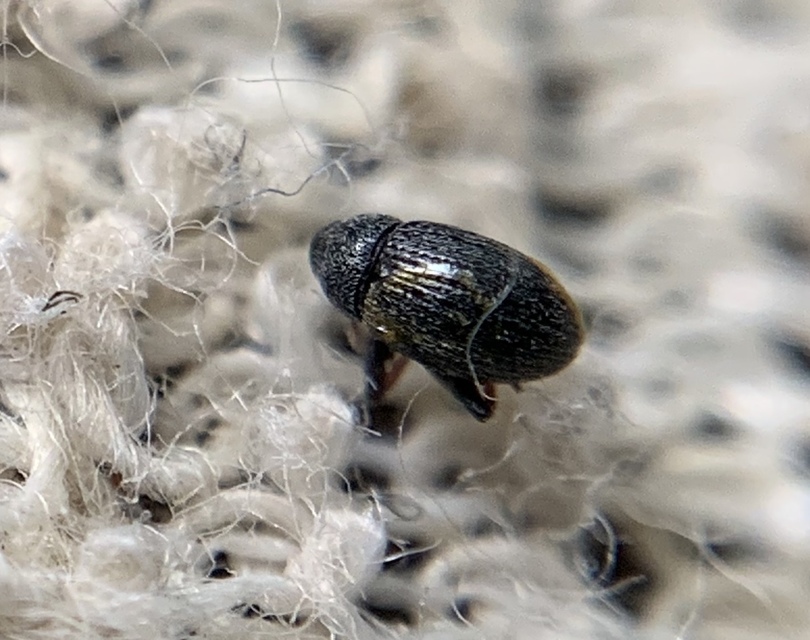 Anthonomus rubripes - pimpó-bimbólikasztó Anthonomus rubripes - pimpó-bimbólikasztó