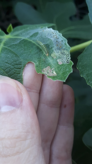 Choreutis nemorana - füge-levélmoly