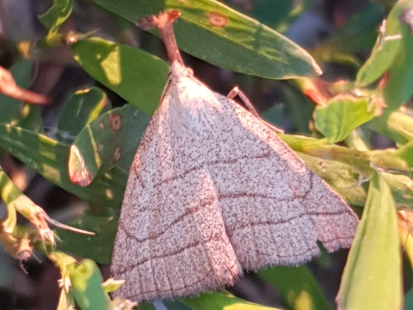 Polypogon tentacularia - sötétaljú karcsúbagoly