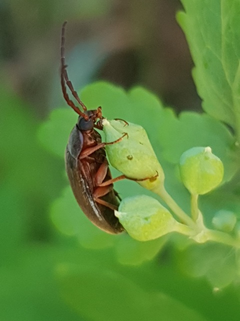 Hymenalia rufipes - rőtlábú alkonybogár