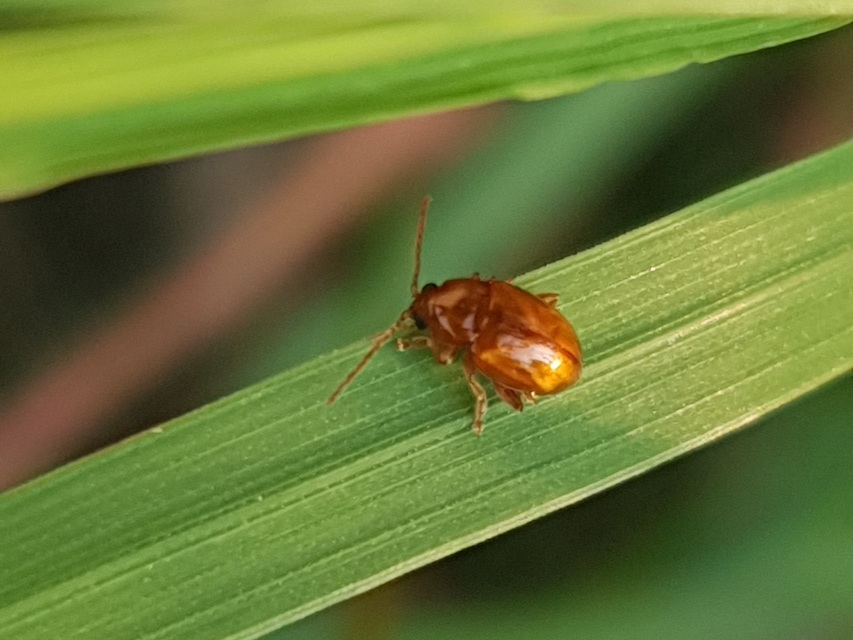 Neocrepidodera