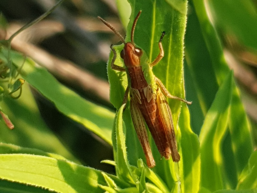 Chorthippus (Chorthippus) (subgenus)