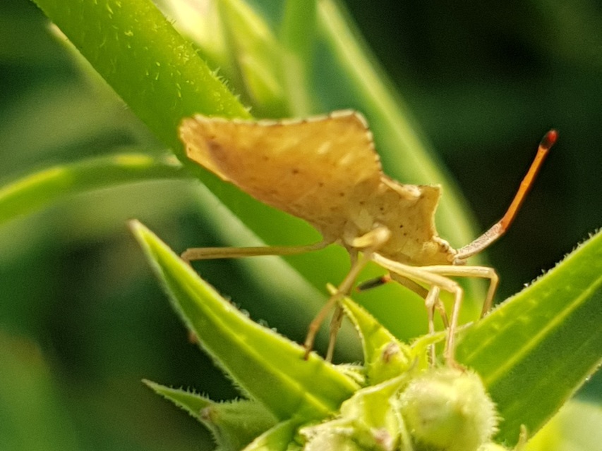 Syromastus rhombeus - vitorlás karimáspoloska