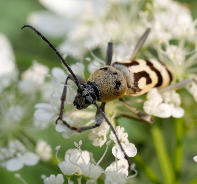 Chlorophorus varius - díszes darázscincér