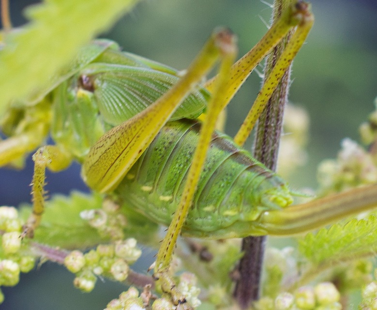 Tettigonia viridissima - zöld lombszöcske