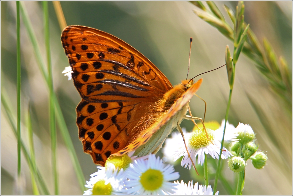 Argynnis paphia - nagy gyöngyházlepke