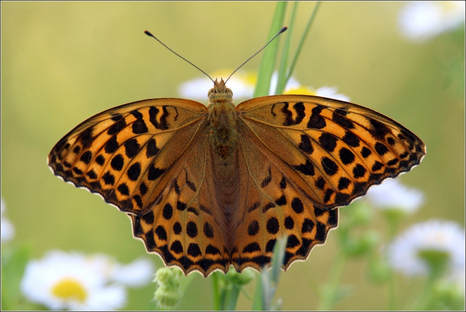 Argynnis paphia - nagy gyöngyházlepke