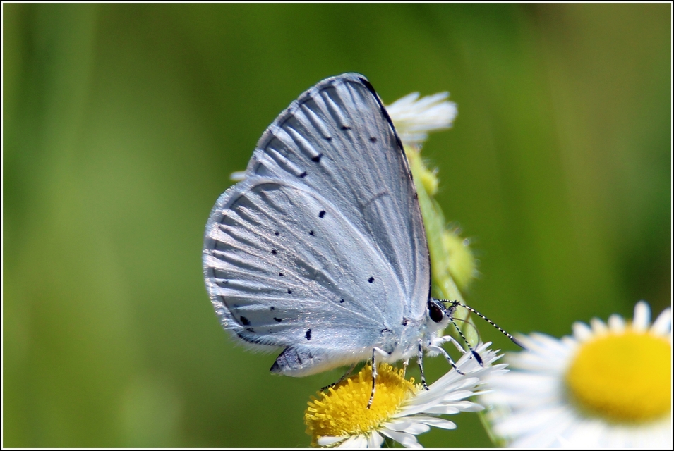 Celastrina argiolus - bengeboglárka