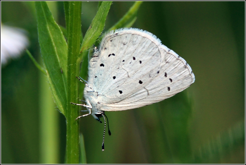Celastrina argiolus - bengeboglárka