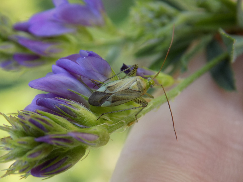 Adelphocoris lineolatus - lucernapoloska