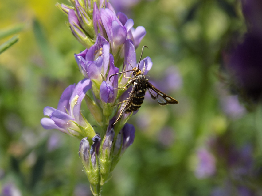 Sesiidae - szitkárfélék