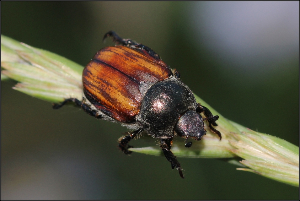 Anisoplia tempestiva - gabonaszipoly