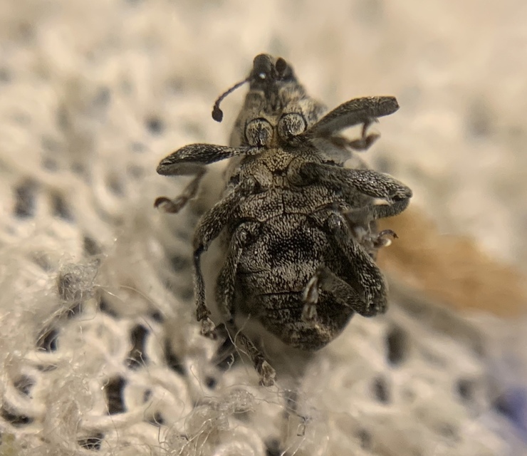 Mogulones abbreviatulus - nagy nadálytő-tarkaormányos