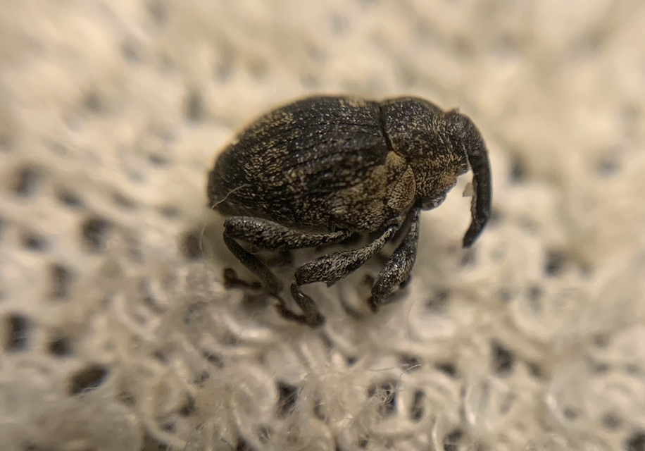 Mogulones abbreviatulus - nagy nadálytő-tarkaormányos
