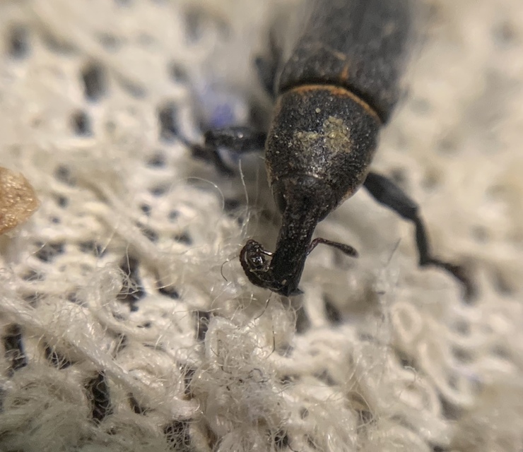Lixus brevipes - vaskosorrú dudvabarkó