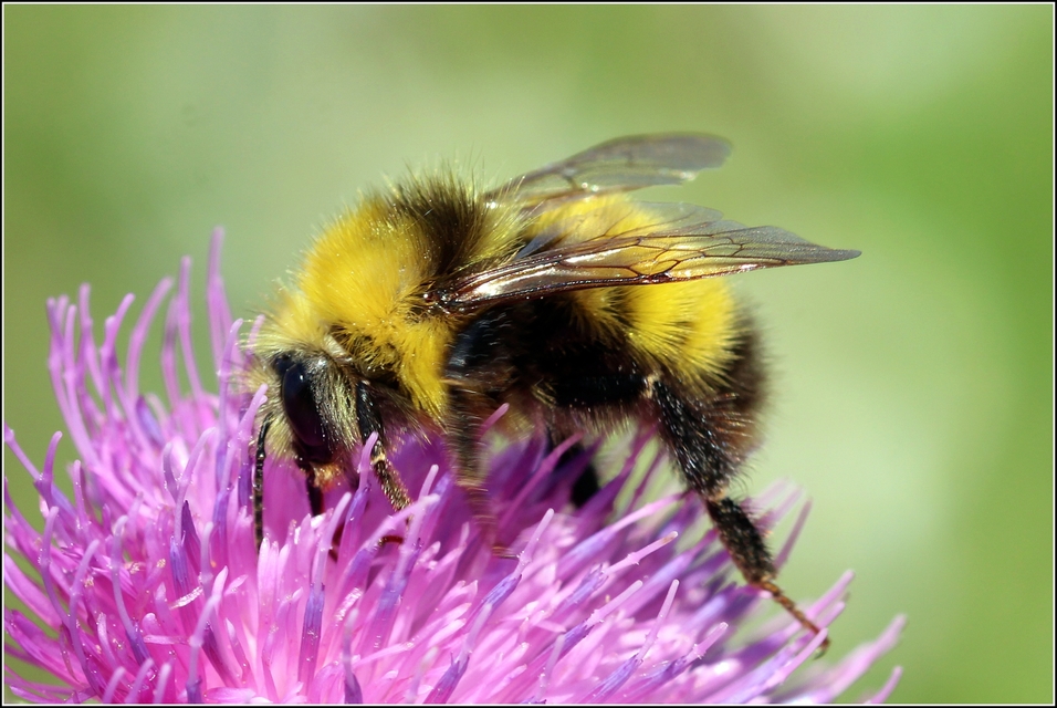 Bombus haematurus - mediterrán poszméh