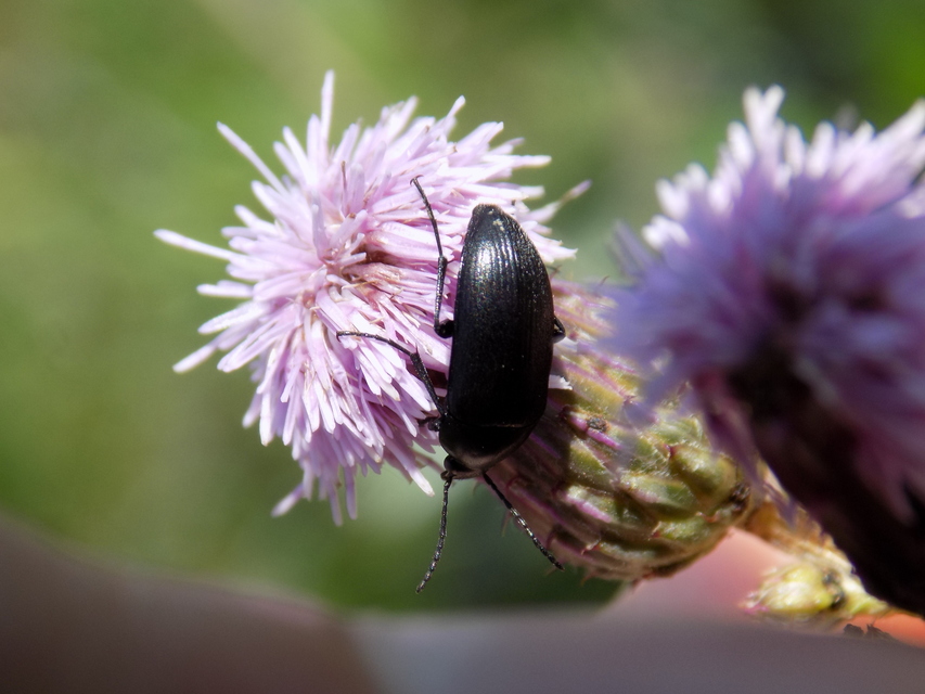 Podonta nigrita - szerecsenbogár