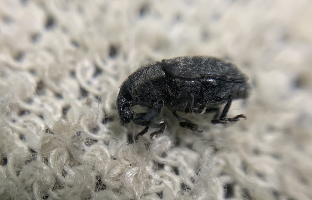 Larinus obtusus - imola-púderbarkó