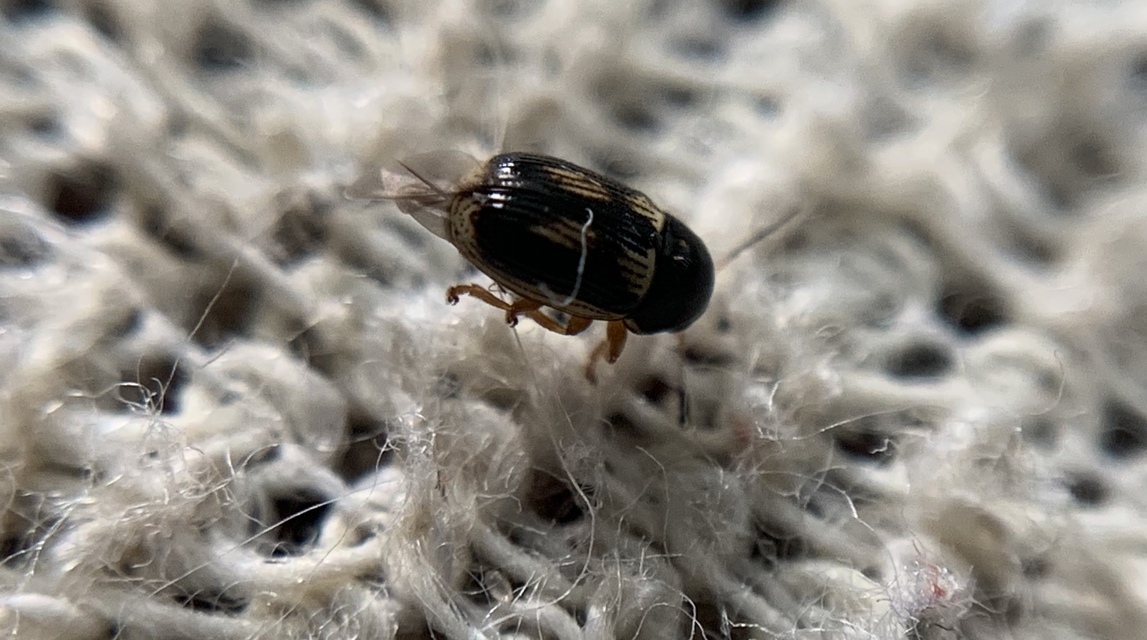 Cryptocephalus bilineatus - rovátkolt zömökbogár