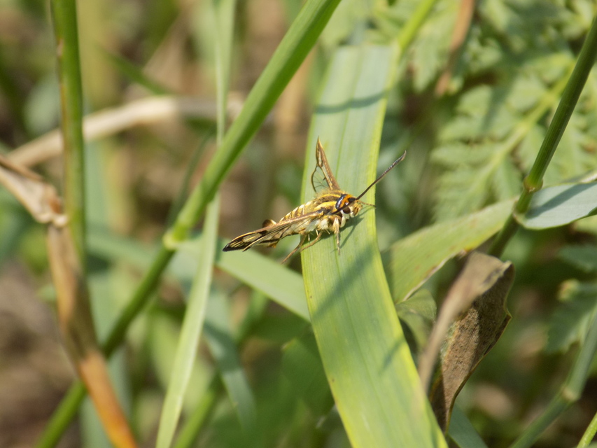 Sesiidae - szitkárfélék