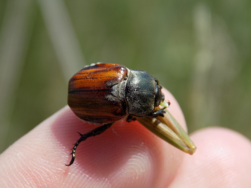 Anisoplia tempestiva - gabonaszipoly