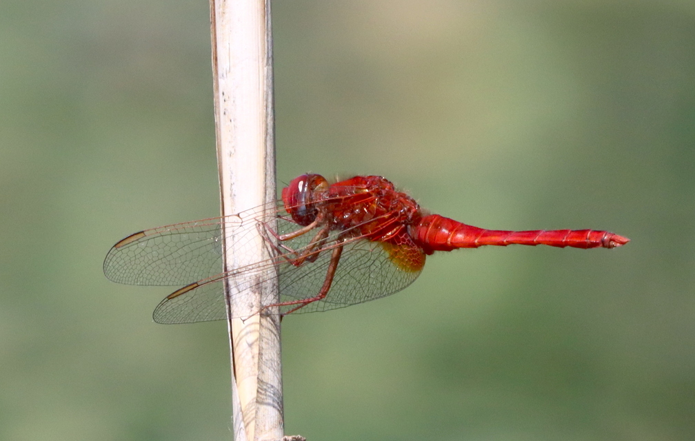 Crocothemis erythraea - skarlát szitakötő