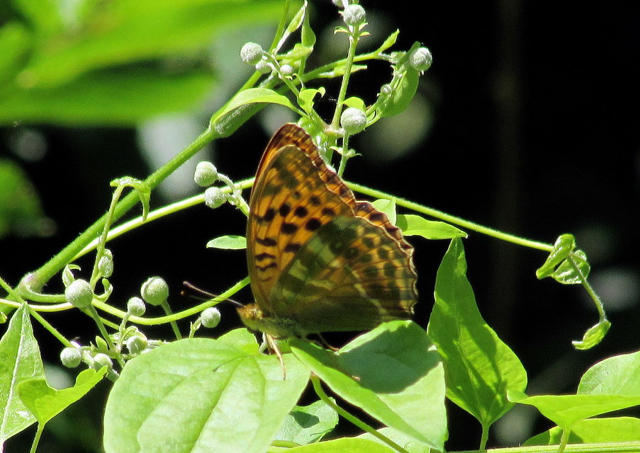 Argynnis paphia - nagy gyöngyházlepke