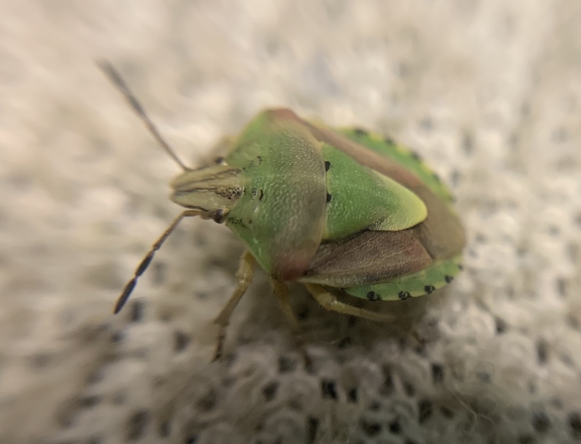 Antheminia lunulata - fakó gyümölcspoloska Antheminia lunulata - fakó gyümölcspoloska