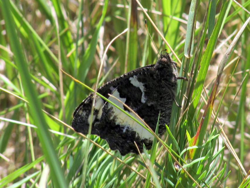 Brintesia circe - fehéröves szemeslepke