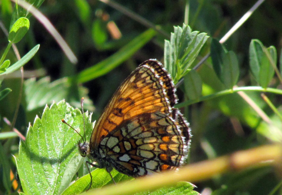 Melitaea athalia - közönséges tarkalepke