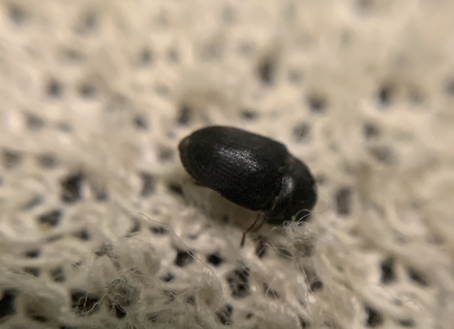 Xyletinus laticollis - szélesnyakú szerecsenálszú