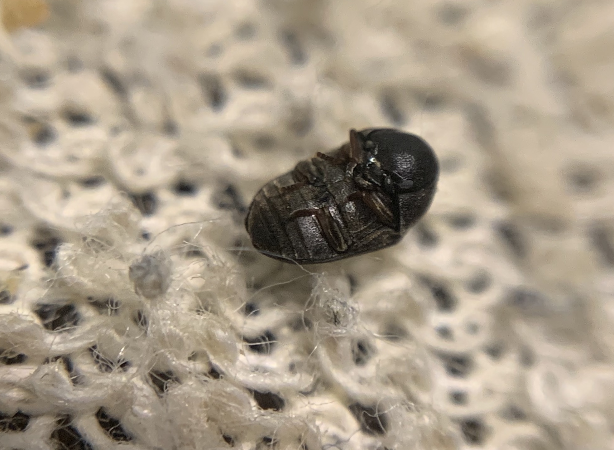 Xyletinus laticollis - szélesnyakú szerecsenálszú