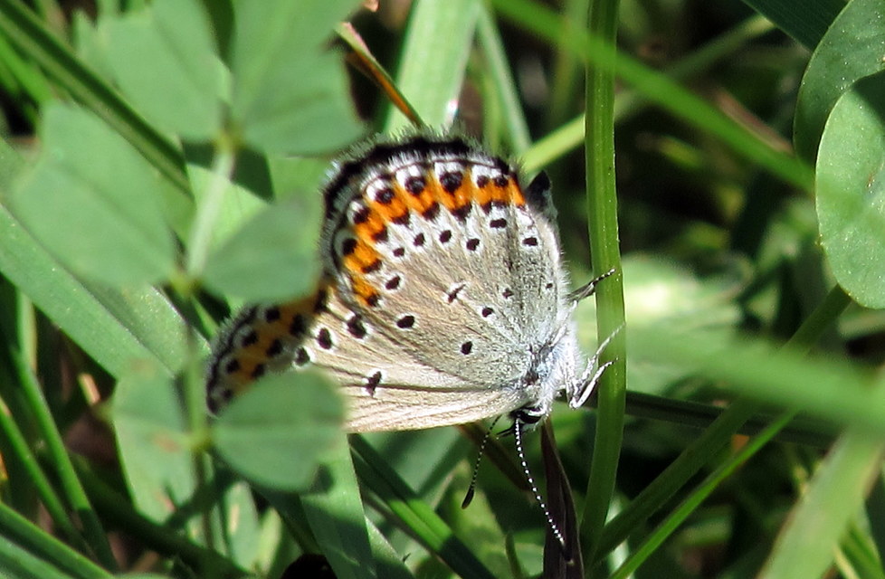 Plebejus argyrognomon - tintakék boglárka