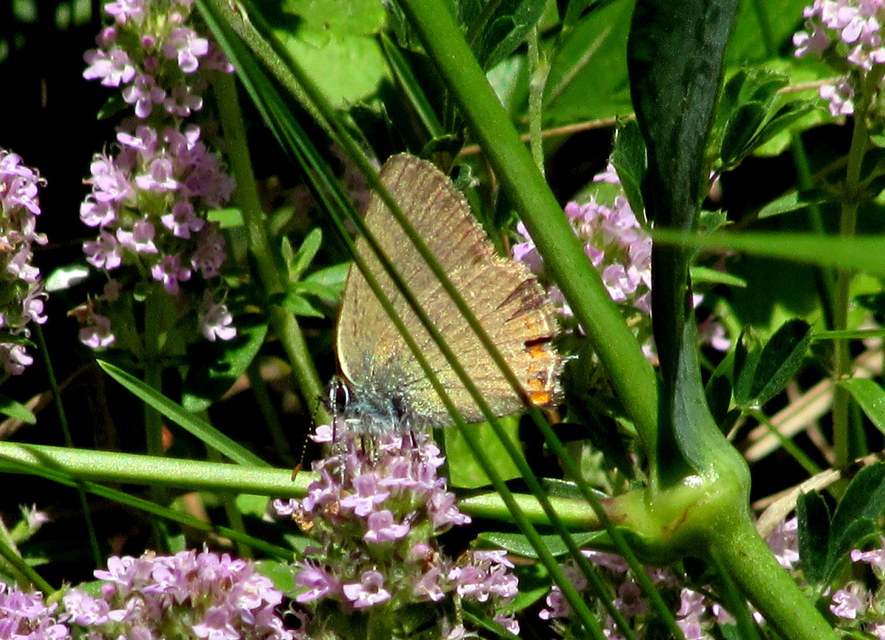 Satyrium acaciae - akác-csücsköslepke