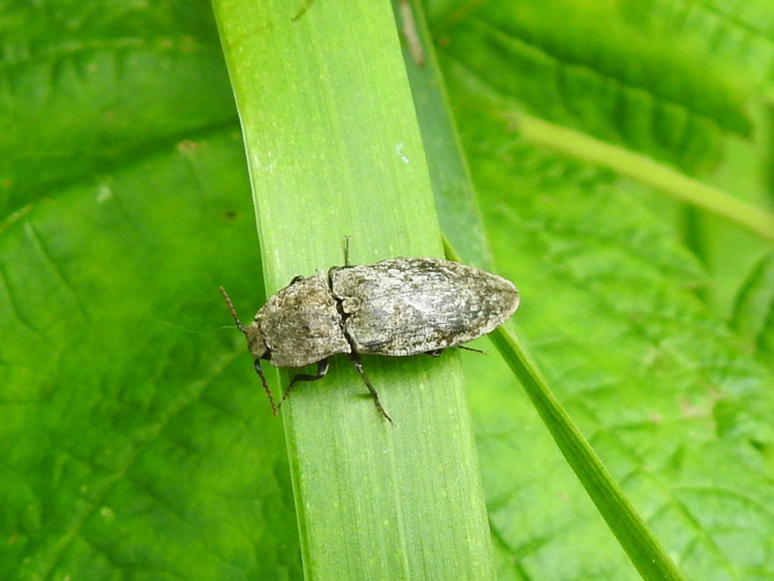 Agrypnus murinus - egérszínű pikkelyespattanó
