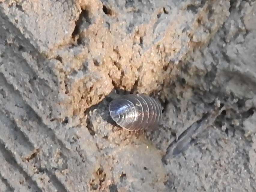 Armadillidium vulgare - szürke gömbászka