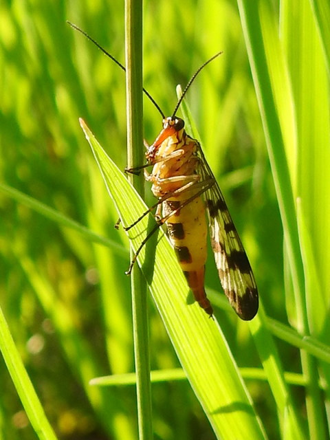 Panorpa vulgaris