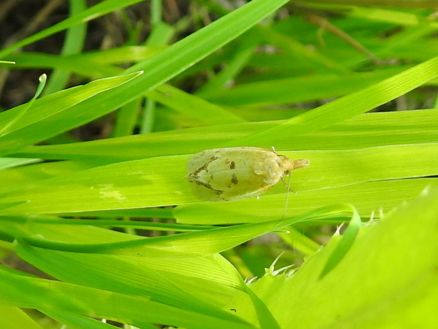 Agapeta hamana - közönséges sárgamoly