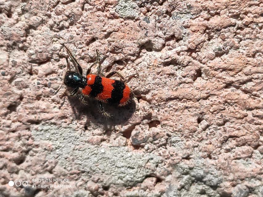Trichodes apiarius - szalagos méhészbogár